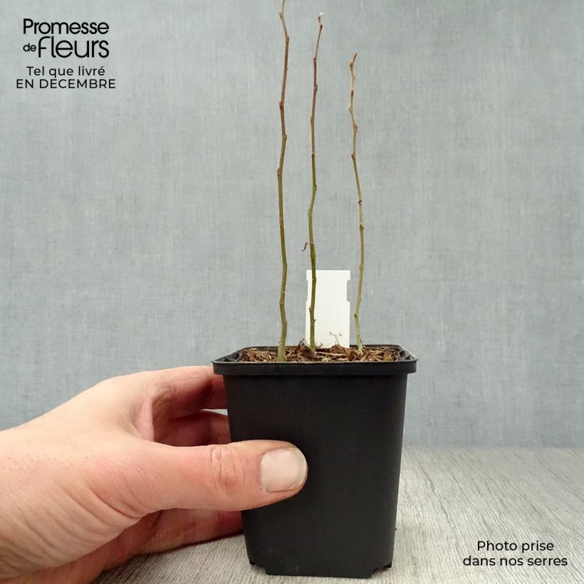 Amostra de Smilacina racemosa Vaso de 8/9 cm tal como entregue no inverno