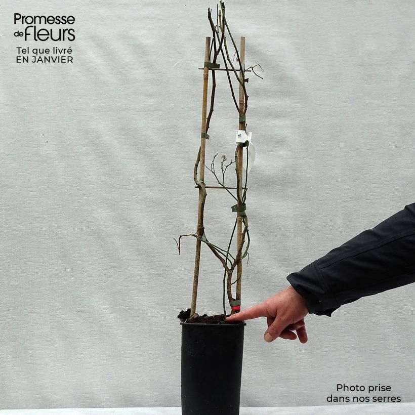 Amostra de Solanum crispum Glasnevin Vaso de 2 L/3 L tal como entregue no inverno