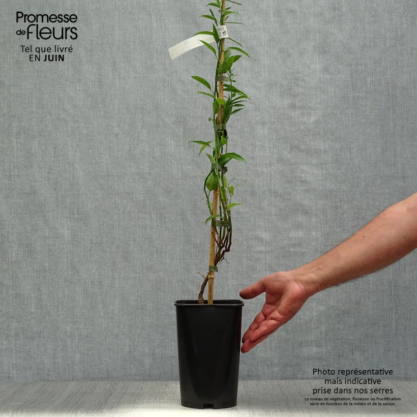 Amostra de Solanum crispum Glasnevin Vaso de 2 L/3 L tal como entregue no verão