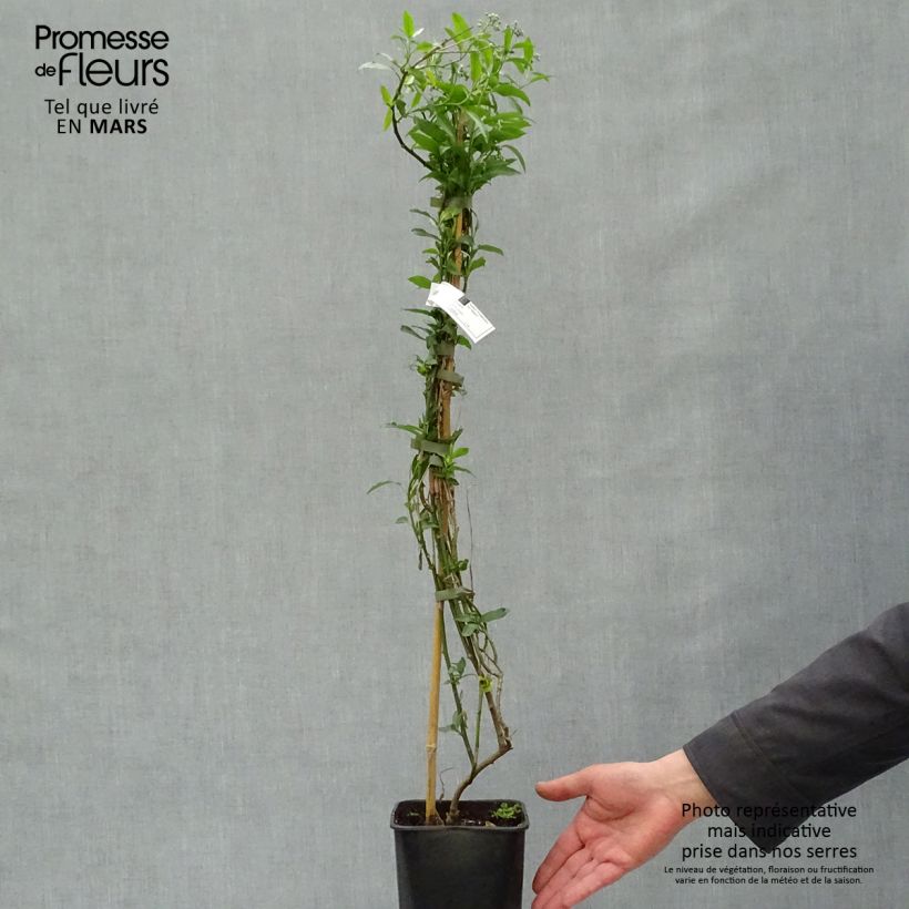 Amostra de Solanum crispum Glasnevin Vaso de 2 L/3 L tal como entregue na primavera