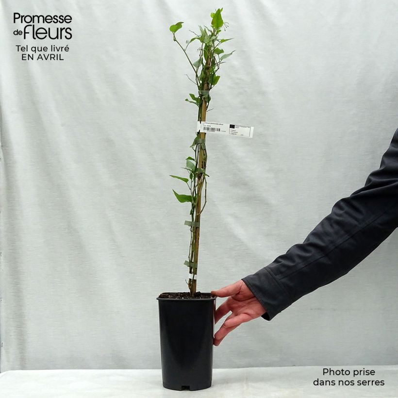 Amostra de Solanum jasminoides Album Vaso de 2 L/3 L tal como entregue na primavera