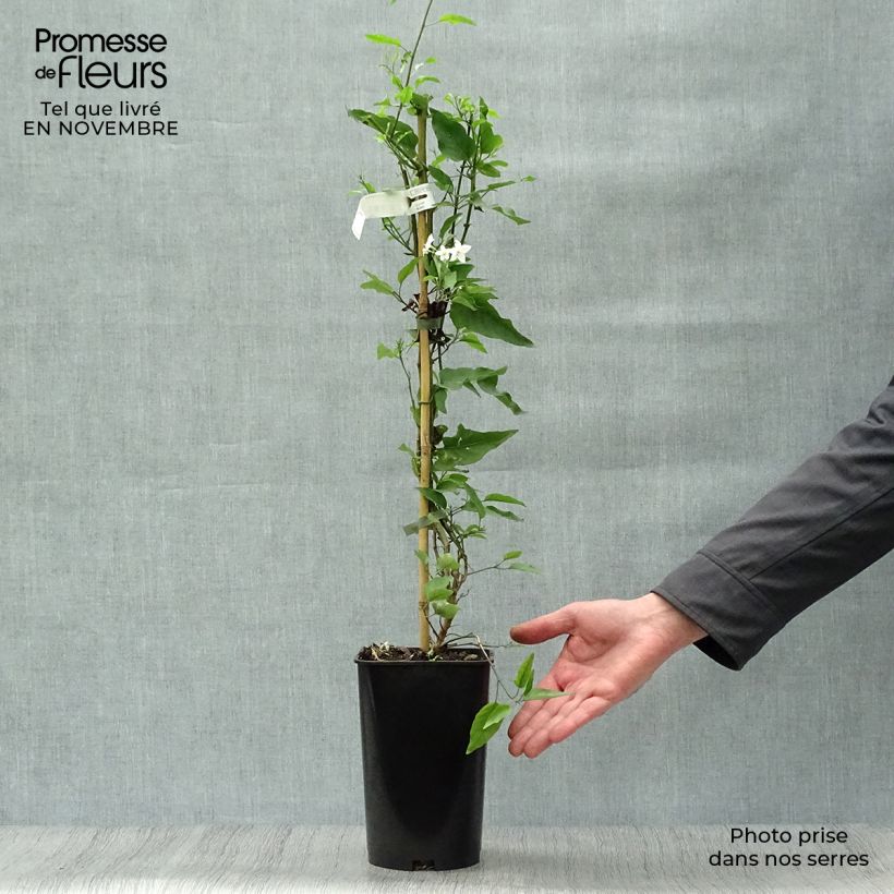 Amostra de Solanum jasminoides Album Vaso de 2 L/3 L tal como entregue no outono
