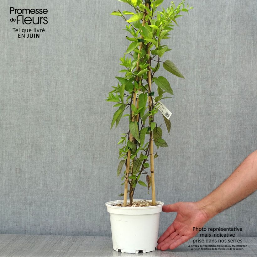 Amostra de Solanum jasminoides Album Vaso de 2 L/3 L tal como entregue no verão