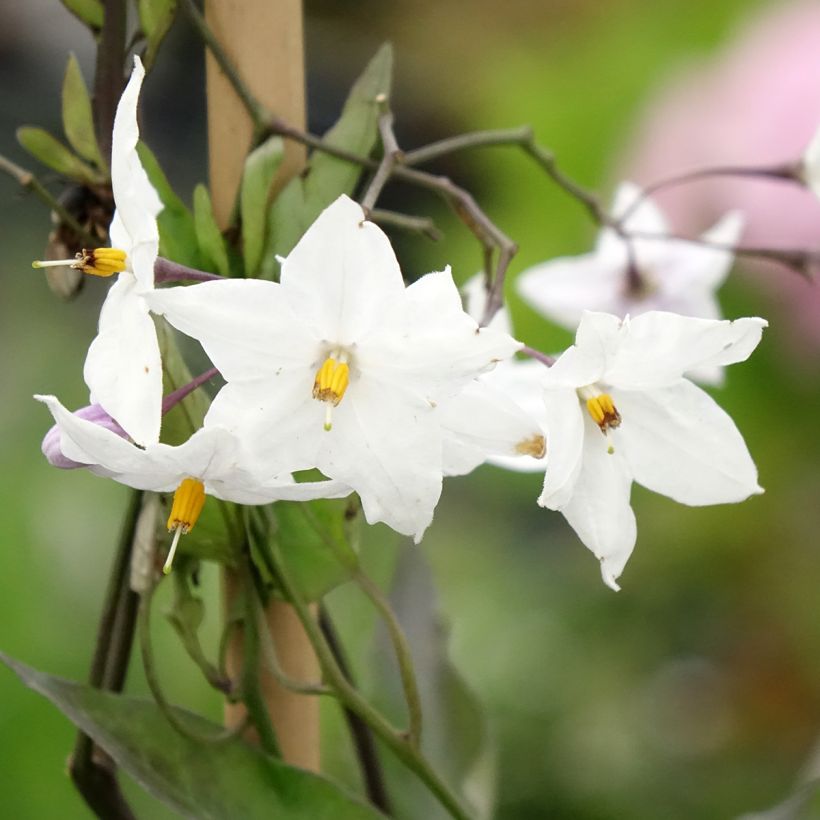 Solanum jasminoides Album (Floração)