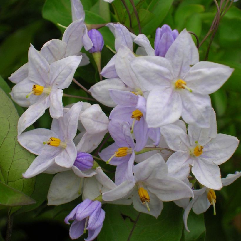 Solanum jasminoides Azul (Floração)
