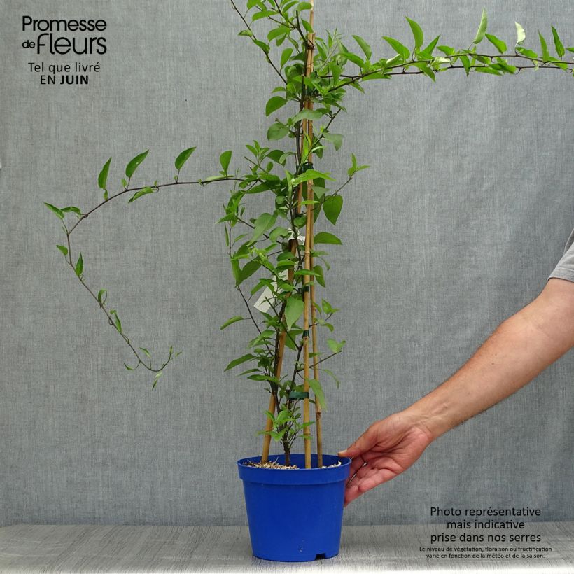 Amostra de Solanum jasminoides Azul Vaso de 2 L/3 L tal como entregue no verão