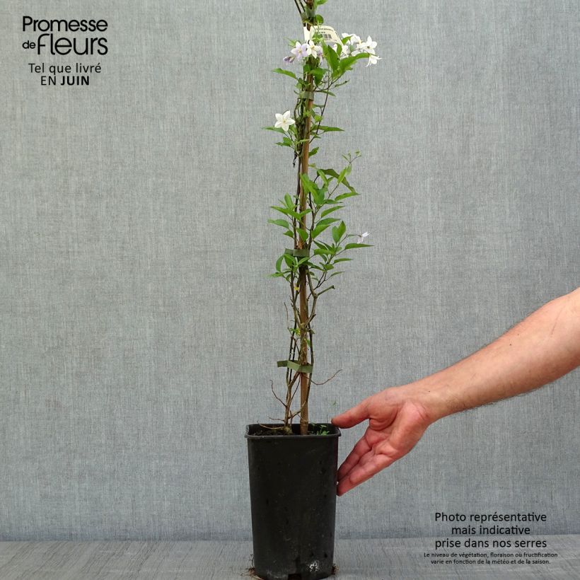 Amostra de Solanum jasminoides Azul Vaso de 2 L/3 L tal como entregue na primavera