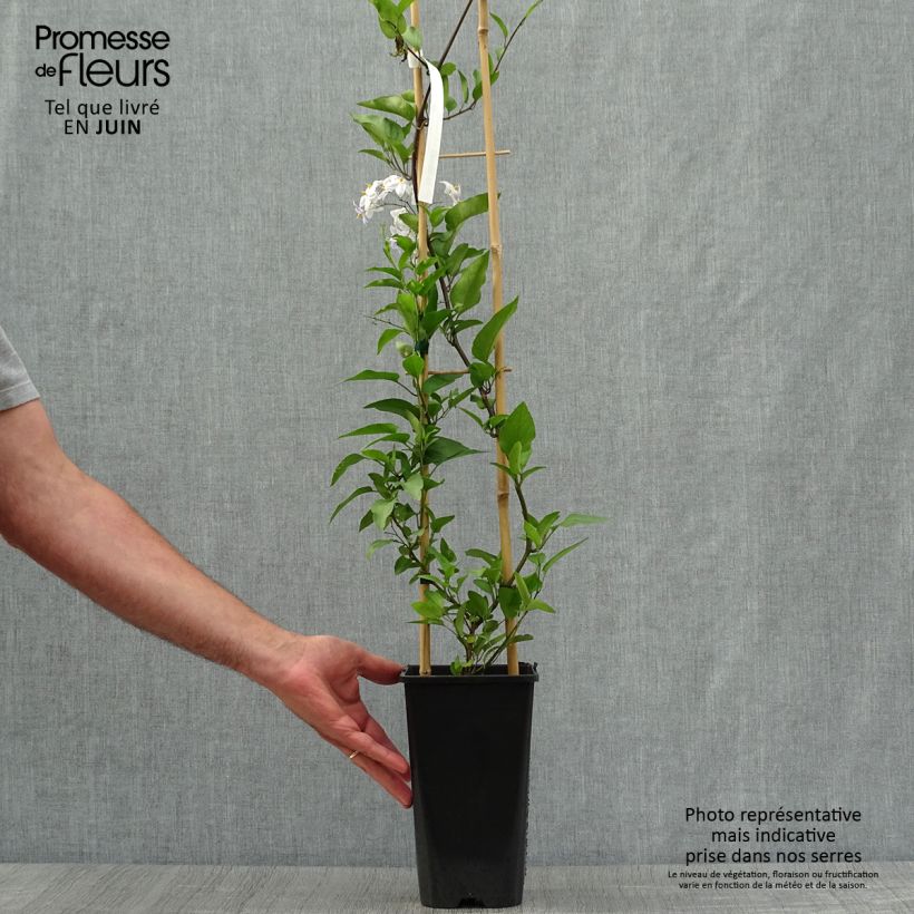 Amostra de Solanum jasminoides Vaso de 2 L/3 L tal como entregue no verão