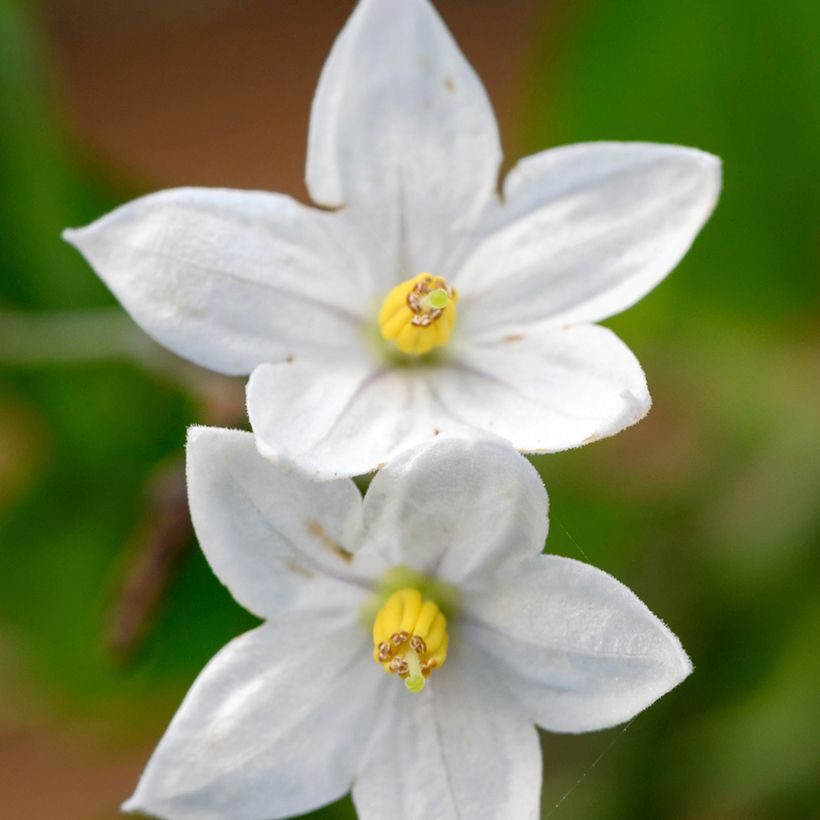 Solanum jasminoides (Floração)