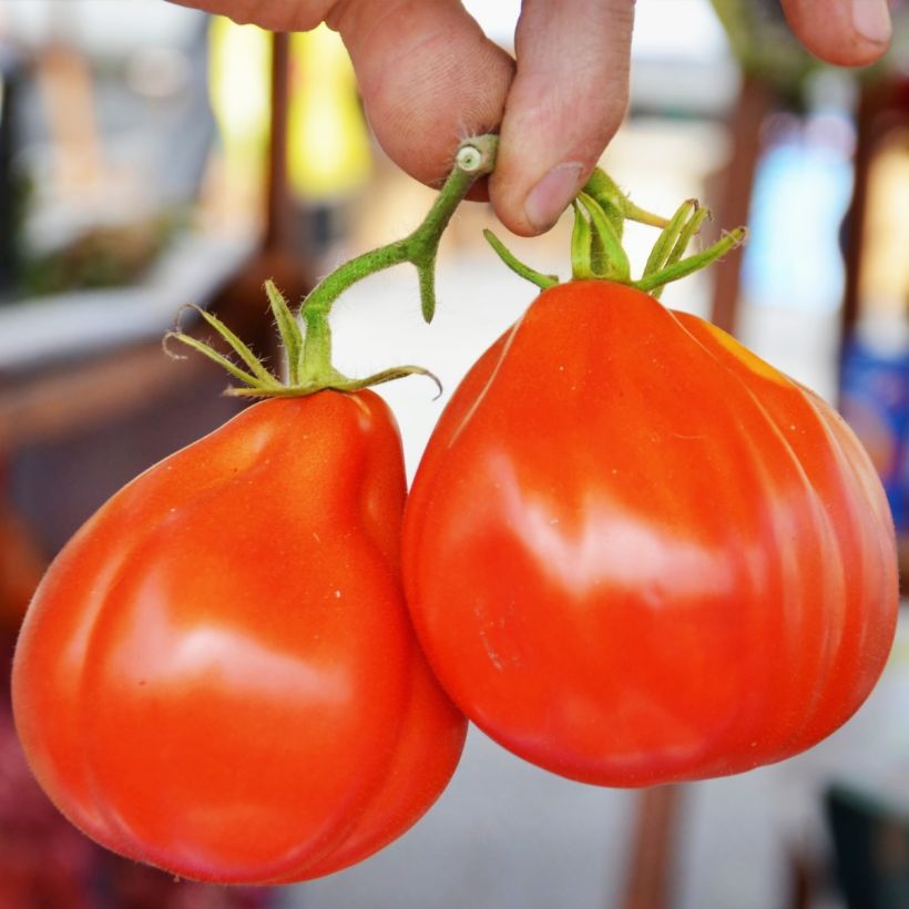 Tomate Liguria Bio - Ferme de Sainte Marthe (Colheita)