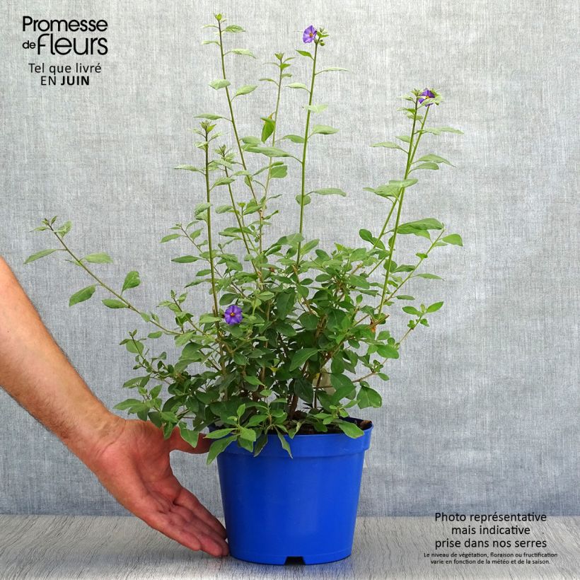 Amostra de Solanum rantonnetii Vaso de 3 L/4 L tal como entregue no verão