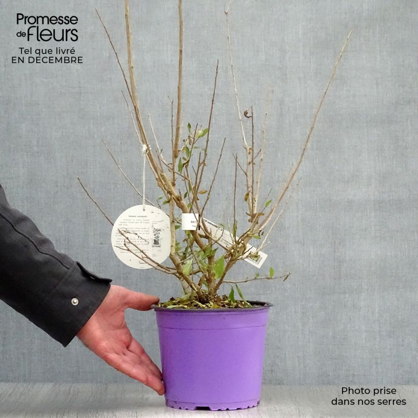 Amostra de Solanum rantonnetii Vaso de 3 L/4 L tal como entregue no inverno