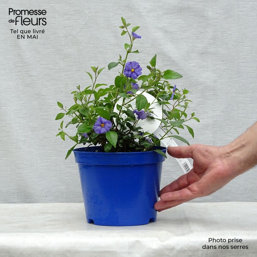 Amostra de Solanum rantonnetii Vaso de 3 L/4 L tal como entregue na primavera