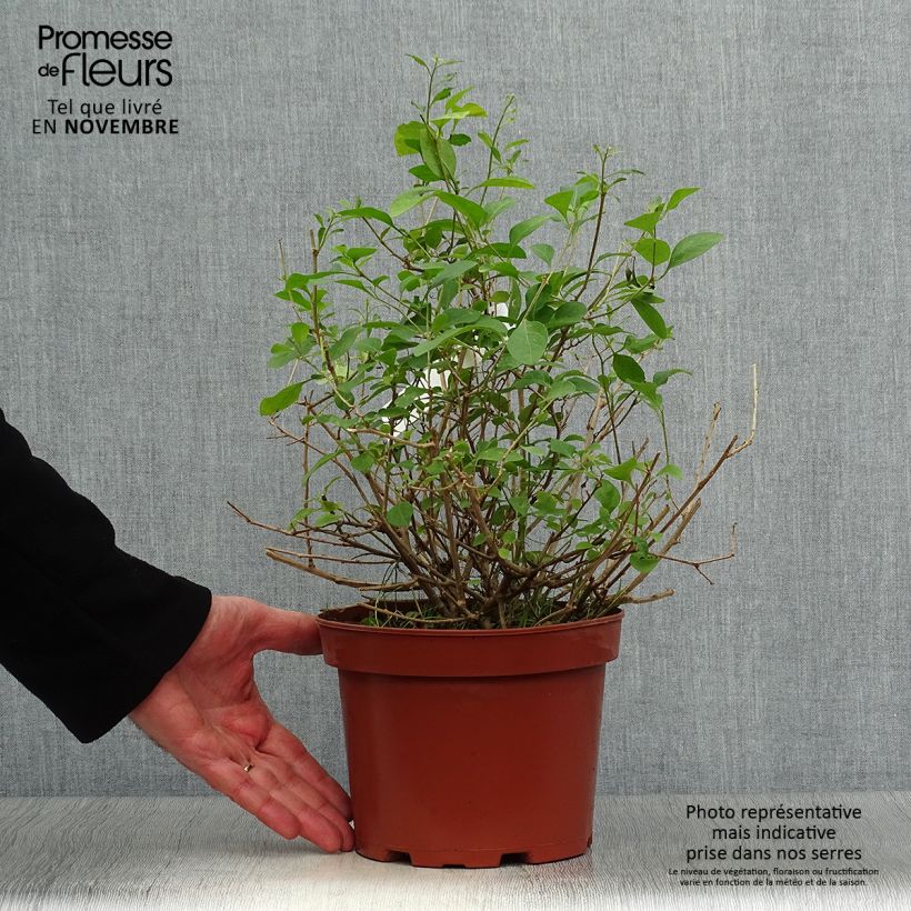 Amostra de Solanum rantonnetii Vaso de 3 L/4 L tal como entregue no outono