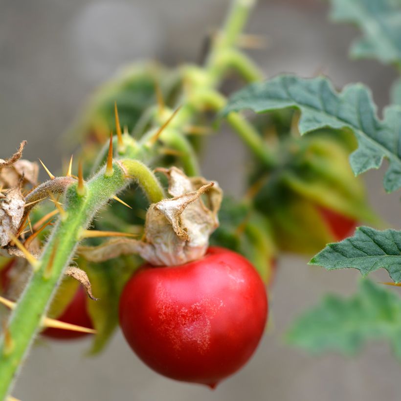 Solanum sisymbriifolium Starbenas (Colheita)