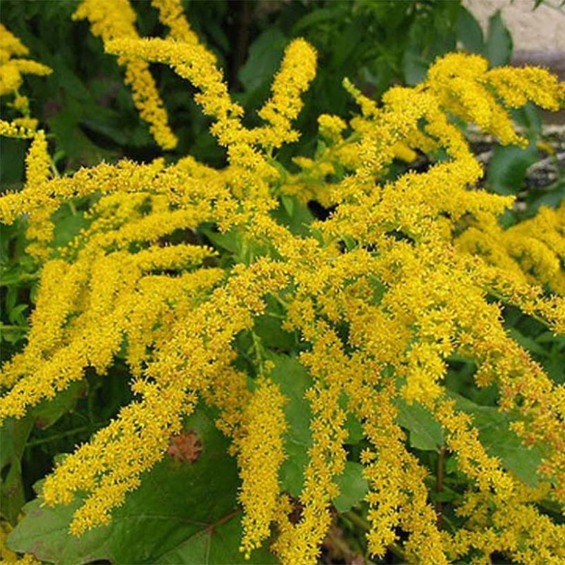 Solidago canadensis Gold King (Floração)