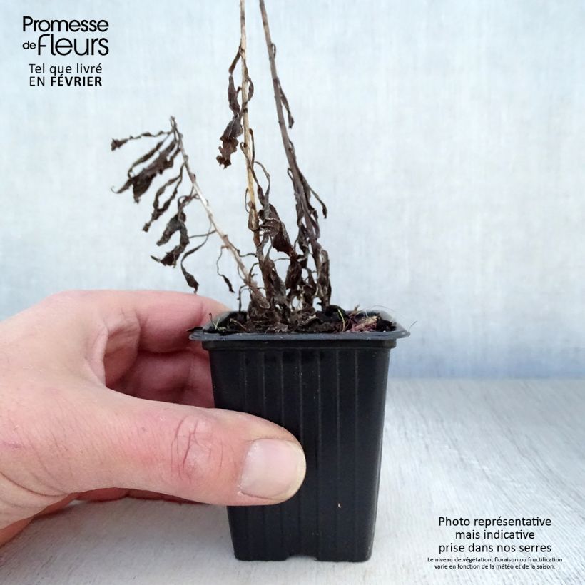 Amostra de Solidago Gold King - Verge d'or Vaso de 7/8 cm tal como entregue no inverno