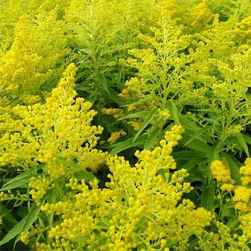 Solidago Golden Mosa (Floração)