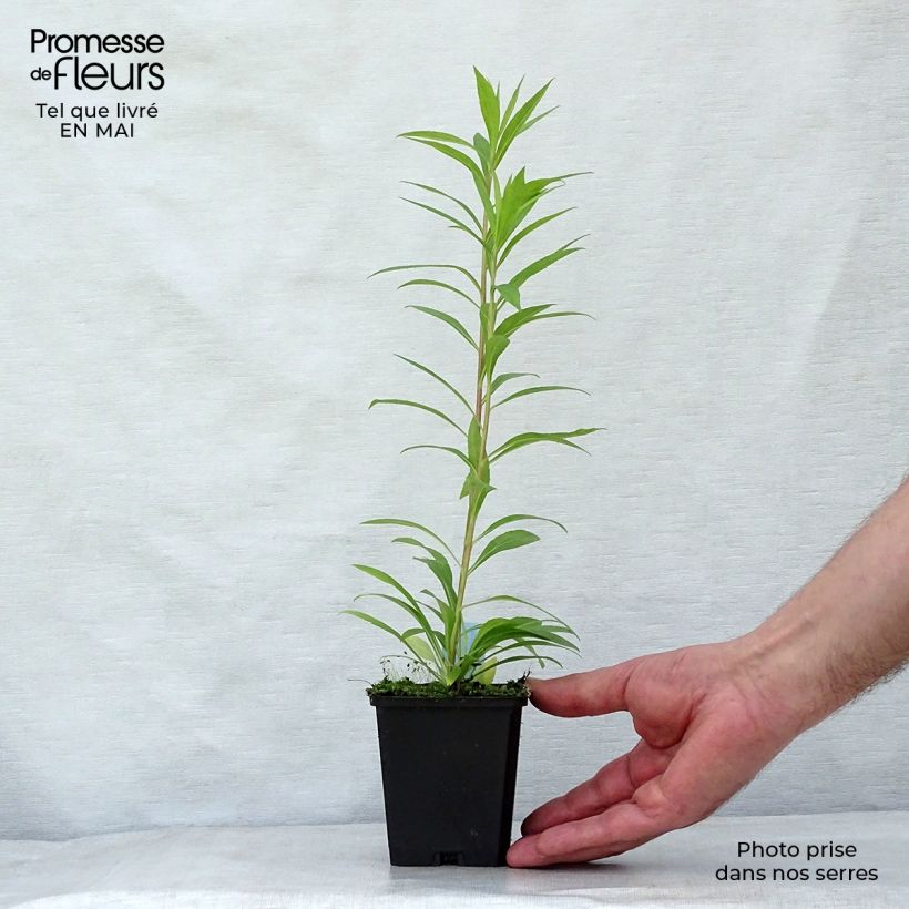 Amostra de Solidago Golden Mosa Vaso de 8/9 cm tal como entregue na primavera