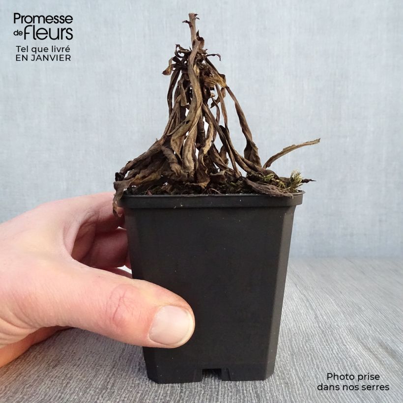 Amostra de Solidago Golden Mosa Vaso de 8/9 cm tal como entregue no inverno