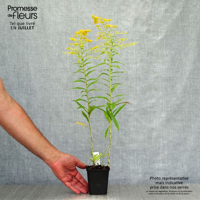 Amostra de Solidago Golden Mosa Vaso de 8/9 cm tal como entregue no verão