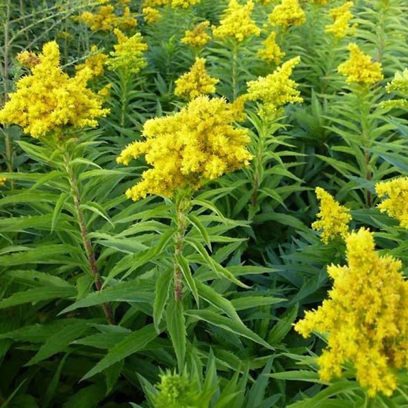 Solidago Spatgold (Hábito)