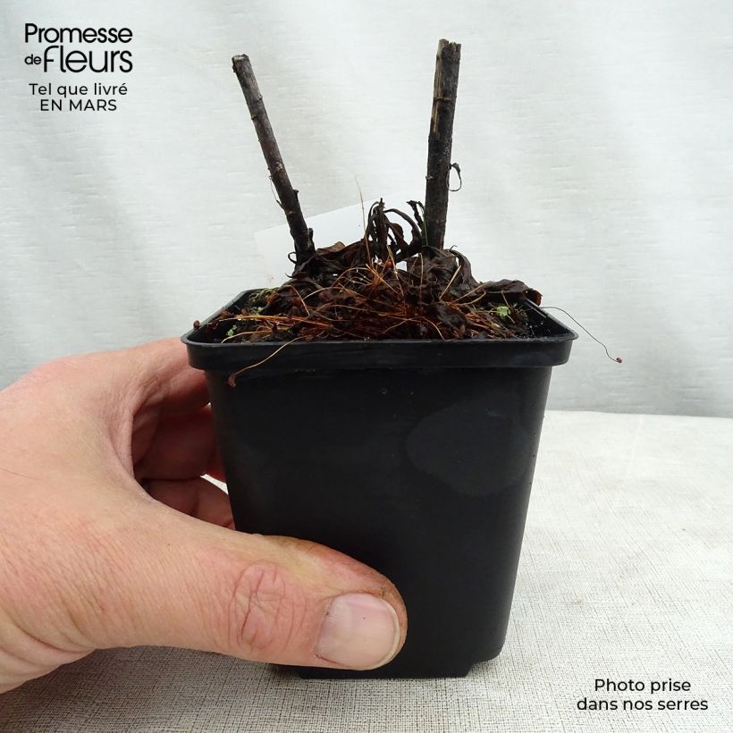 Amostra de Solidago Spatgold Vaso de 8/9 cm tal como entregue na primavera