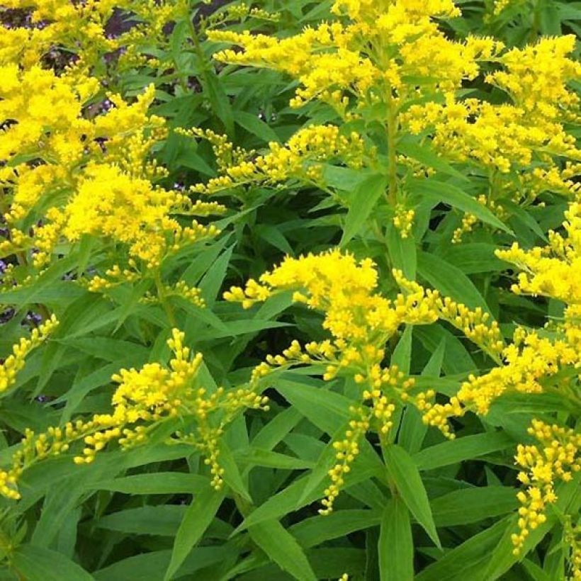 Solidago Strahlenkrone (Floração)