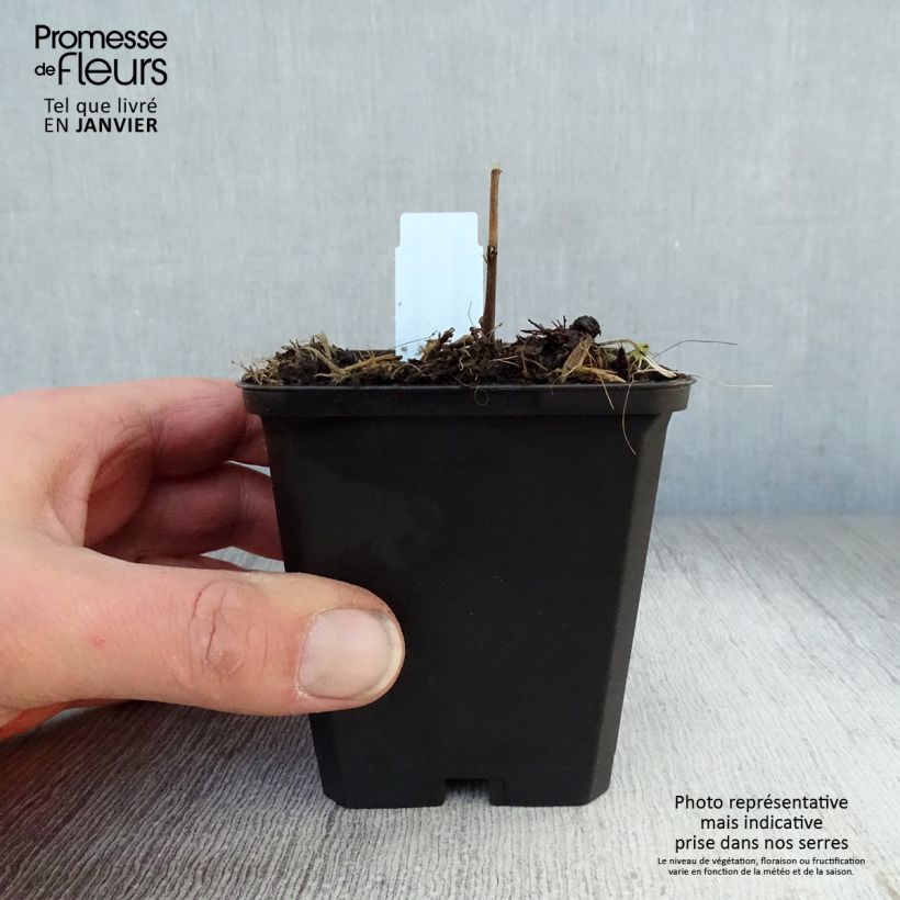 Amostra de Solidago Strahlenkrone - Verge d'or Strahlenkrone Vaso de 8/9 cm tal como entregue no inverno