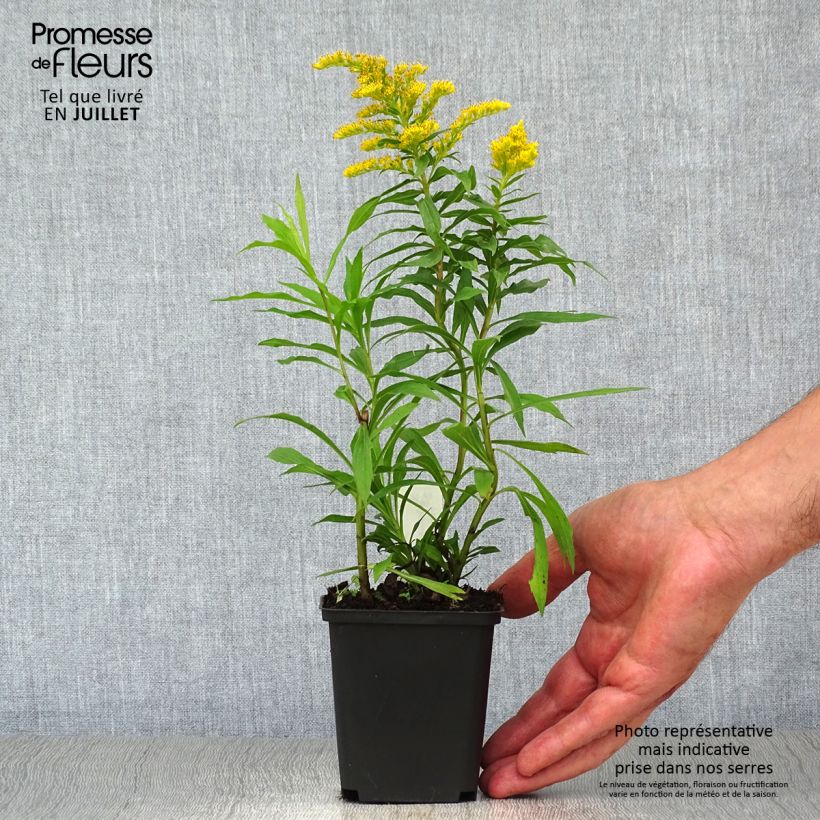 Amostra de Solidago Strahlenkrone Vaso de 8/9 cm tal como entregue no verão