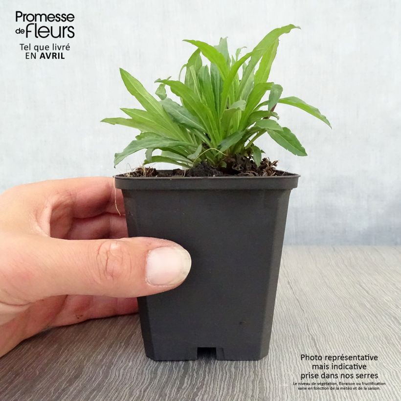 Amostra de Solidago Strahlenkrone Vaso de 8/9 cm tal como entregue na primavera