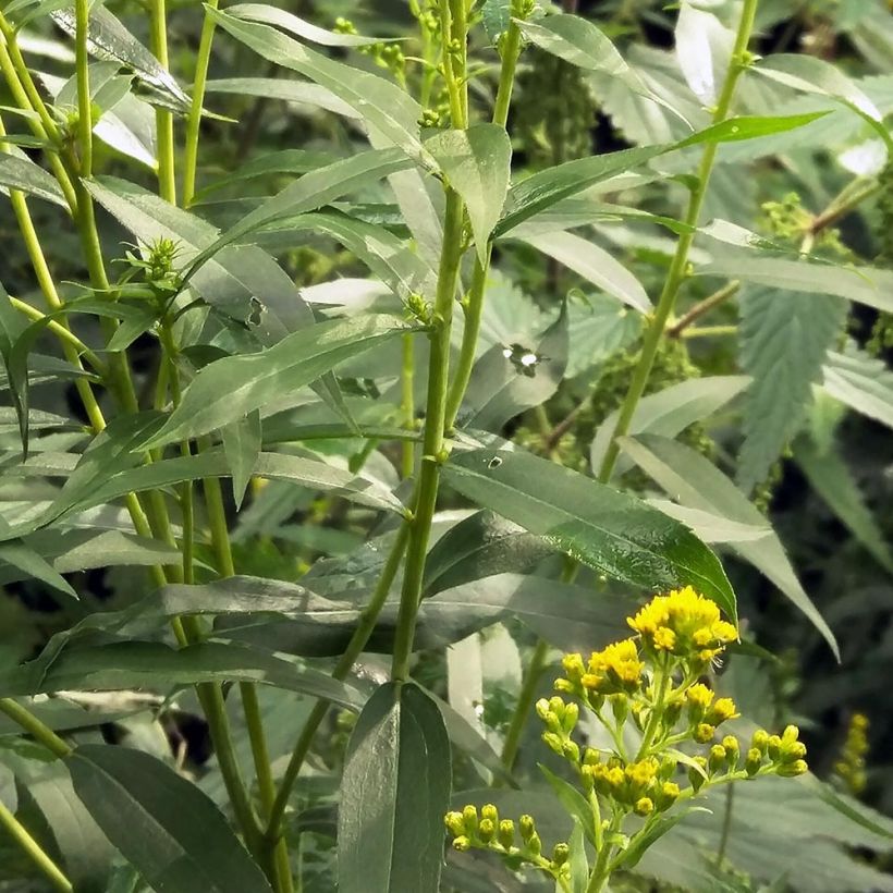 Solidago canadensis (Folhagem)