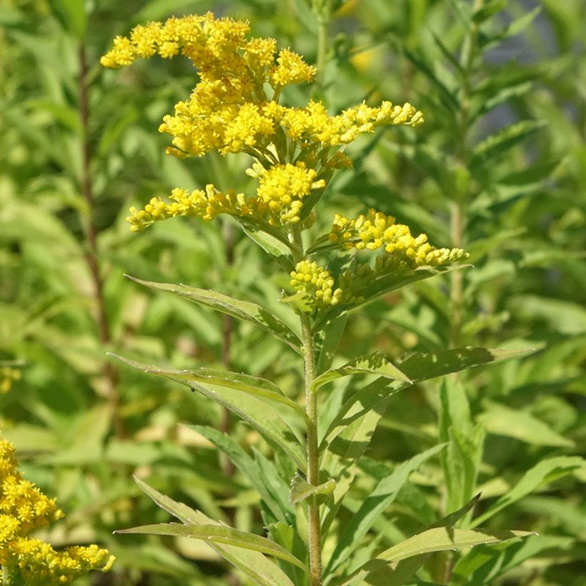 Solidago canadensis Golden Baby (Hábito)