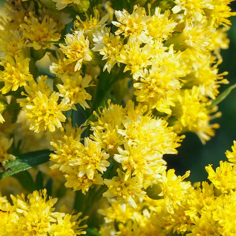 Solidago canadensis Golden Baby (Floração)