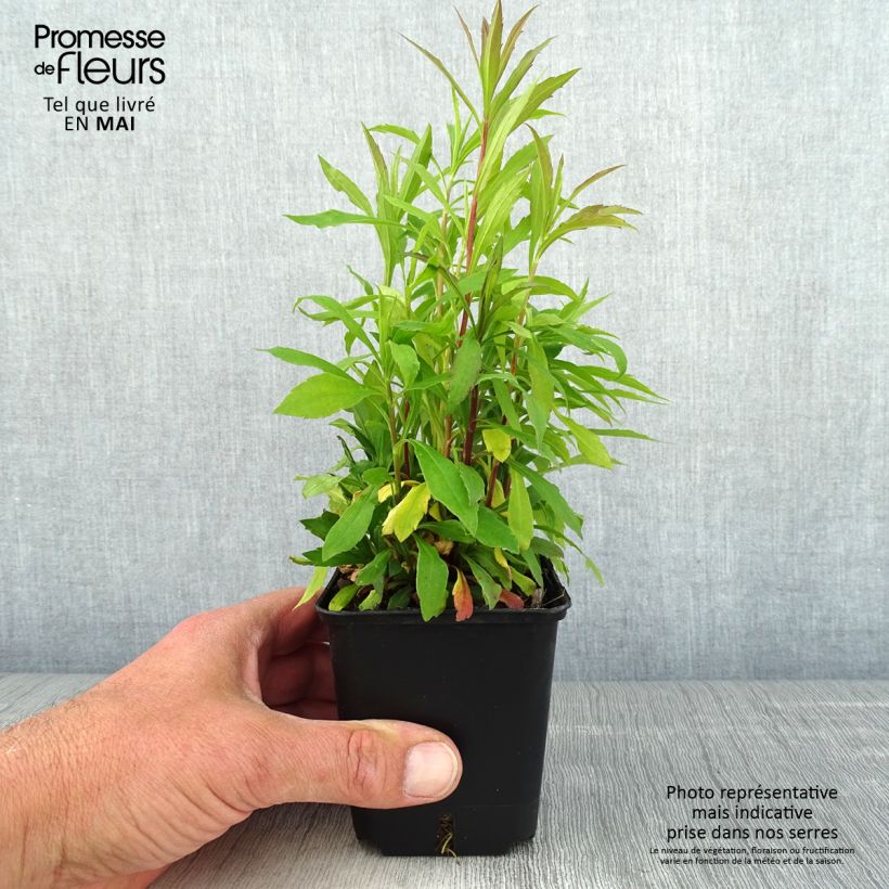 Amostra de Solidago canadensis Golden Baby Vaso de 8/9 cm tal como entregue na primavera