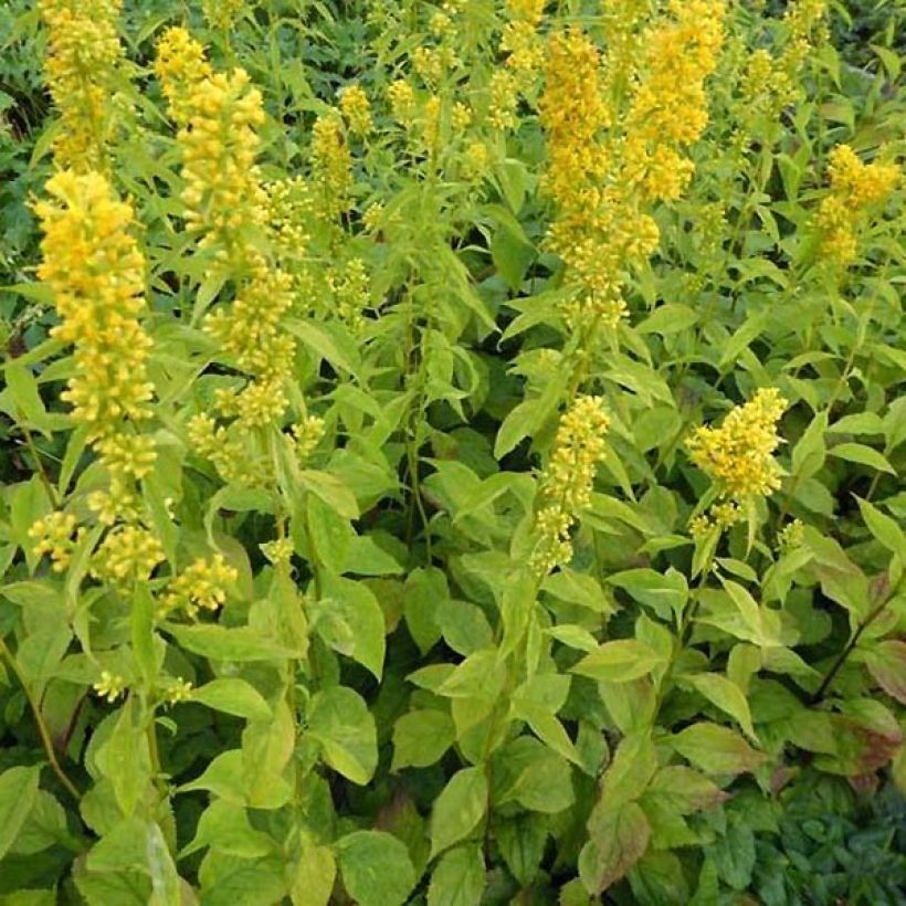 Solidago flexicaulis Variegata (Hábito)