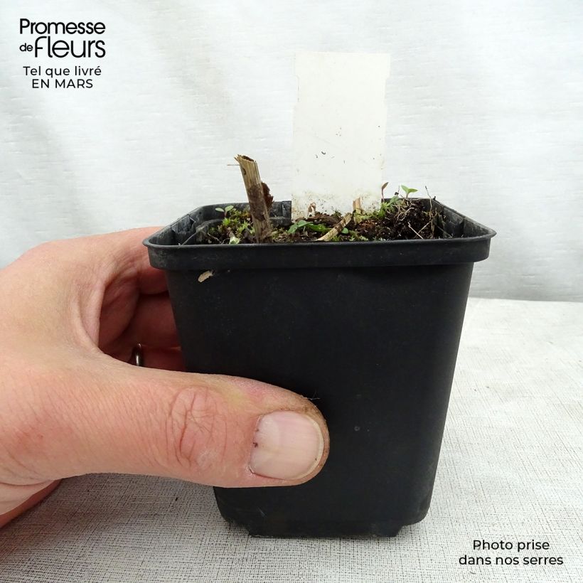 Amostra de Solidago flexicaulis Variegata Vaso de 8/9 cm tal como entregue na primavera