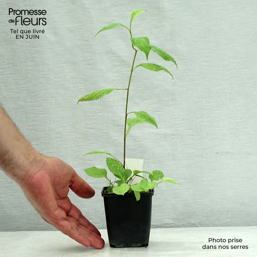 Amostra de Solidago flexicaulis Variegata Vaso de 8/9 cm tal como entregue no verão