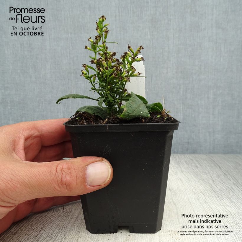 Amostra de Solidago flexicaulis Variegata Vaso de 8/9 cm tal como entregue no outono