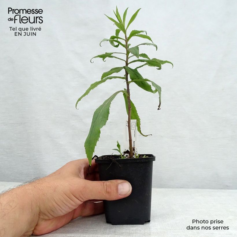 Amostra de Solidago Ducky Vaso de 8/9 cm tal como entregue no verão