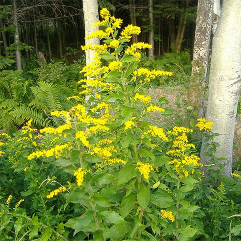 Solidago rugosa (Floração)