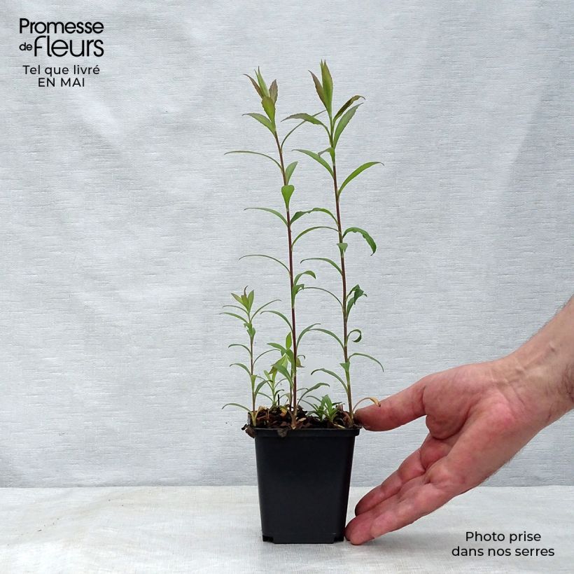 Amostra de Solidago rugosa Fireworks Vaso de 8/9 cm tal como entregue na primavera