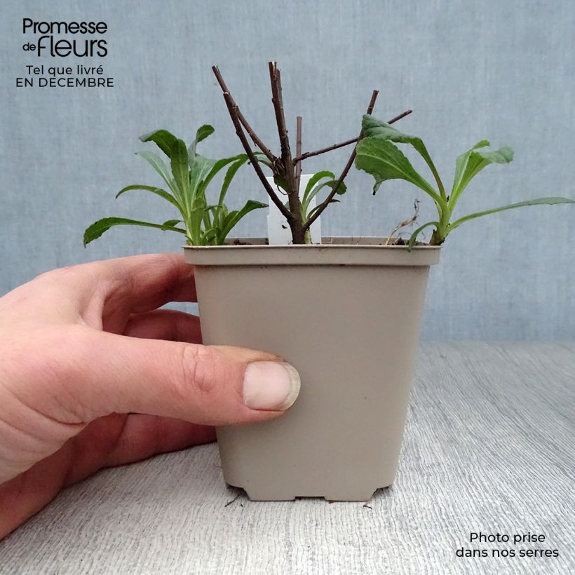 Amostra de Solidago rugosa Fireworks Vaso de 8/9 cm tal como entregue no inverno