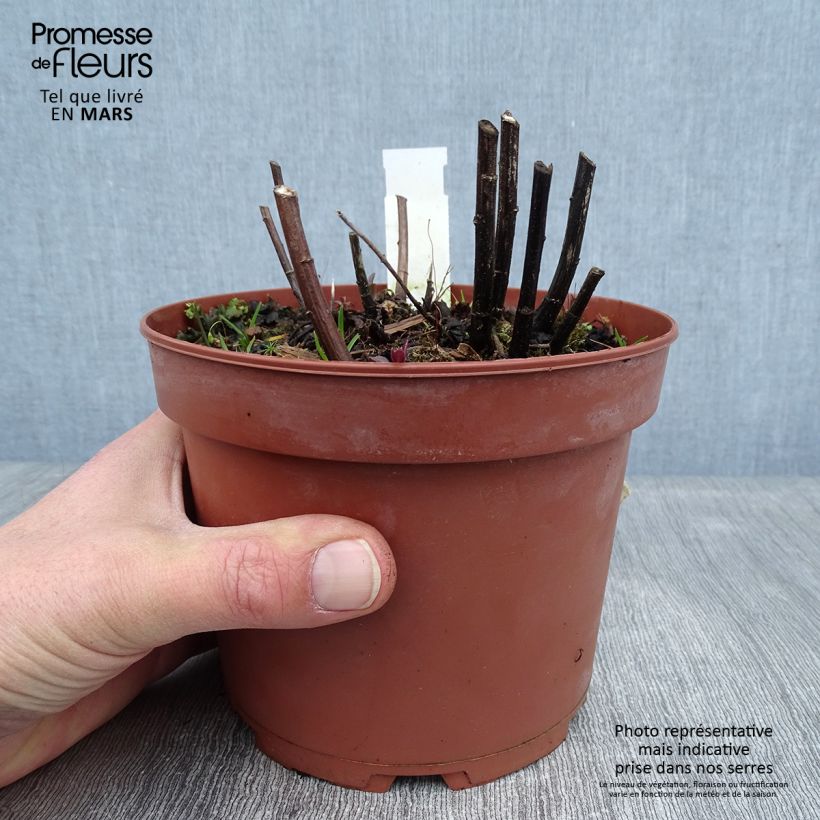 Amostra de Solidago rugosa Fireworks Vaso de 2 L/3 L tal como entregue no inverno