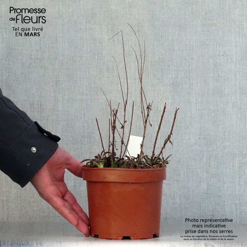 Amostra de Solidago rugosa Fireworks Vaso de 2 L/3 L tal como entregue na primavera