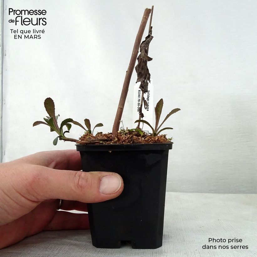 Amostra de Solidago rugosa Vaso de 8/9 cm tal como entregue na primavera