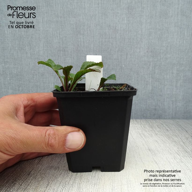Amostra de Solidago rugosa Vaso de 8/9 cm tal como entregue no outono