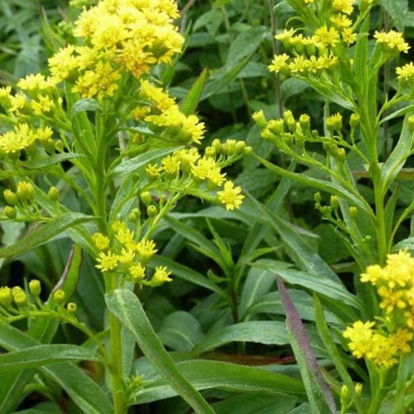 Solidago sempervirens Goldene Wellen (Floração)