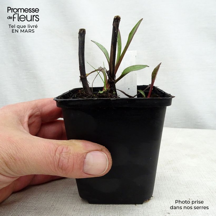 Amostra de Solidago sempervirens Goldene Wellen Vaso de 8/9 cm tal como entregue na primavera