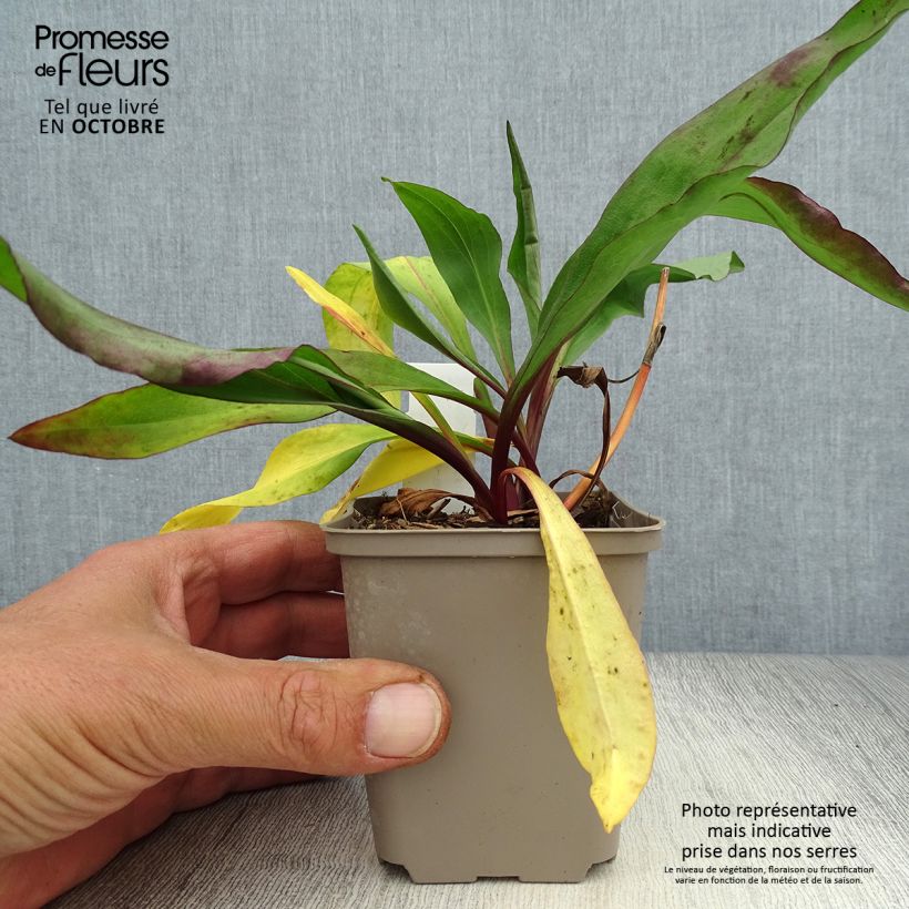 Amostra de Solidago sempervirens Goldene Wellen Vaso de 8/9 cm tal como entregue no outono